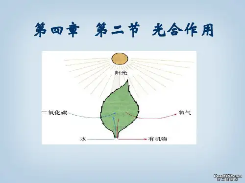 光合作用的过程课件