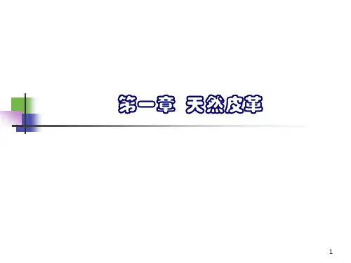 生皮的组织构造
