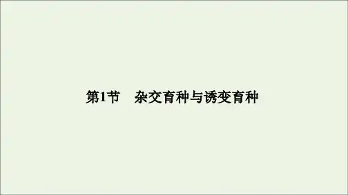 2020学年高中生物第6章从杂交育种到基因工程第1节杂交育种与诱变育种课件新人教版必修2