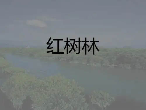 红树林PPT