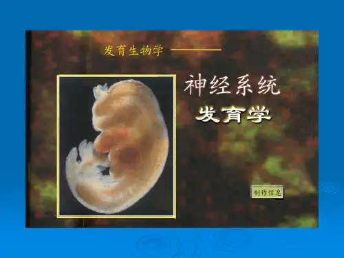 神经系统发育精品PPT课件