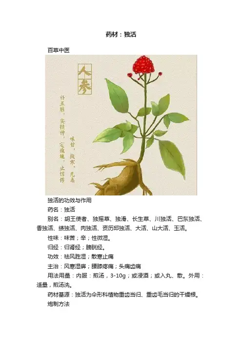 药材：独活