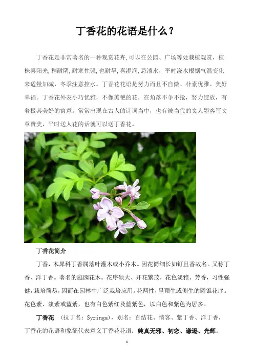 丁香花的花语是什么