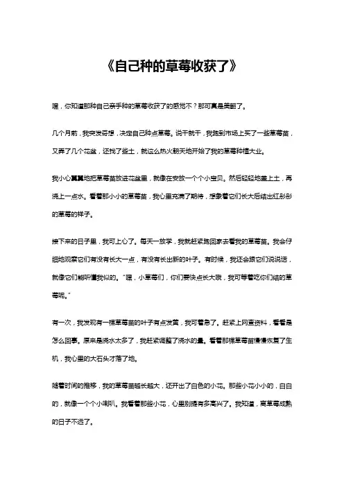 自己种的草莓收获了作文