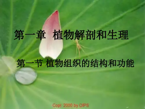 高二生物植物学的组织