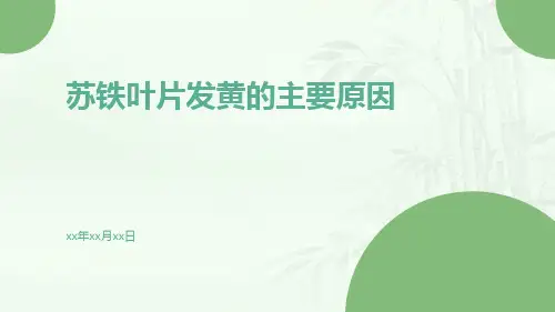 苏铁叶片发黄的主要原因