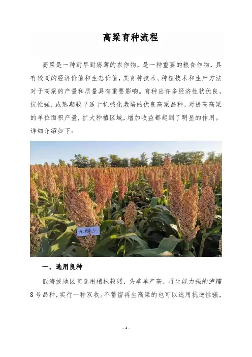 高粱育种流程