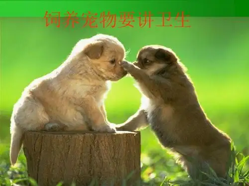 综合实践活动《饲养宠物要讲卫生》优质课课件公开课教学课件