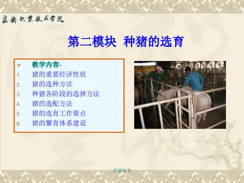 种猪的选育