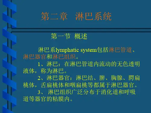 淋巴-人体结构学ppt课件