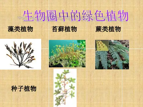 绿色植物的种类-PPT课件