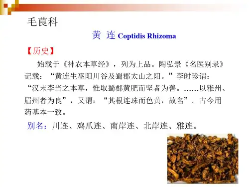 生药学_ 被子植物类生药_112 毛茛科(黄连、川乌、附子、白芍)_