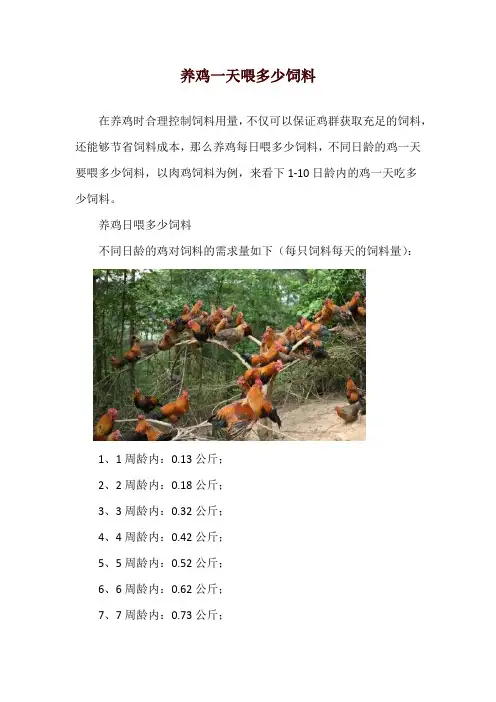 养鸡一天喂多少饲料