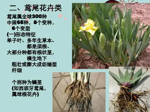 第十章二节鸢尾等花卉类