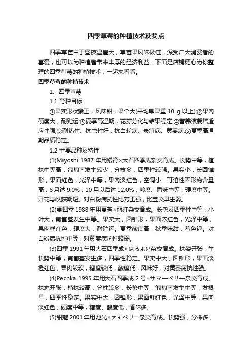 四季草莓的种植技术及要点