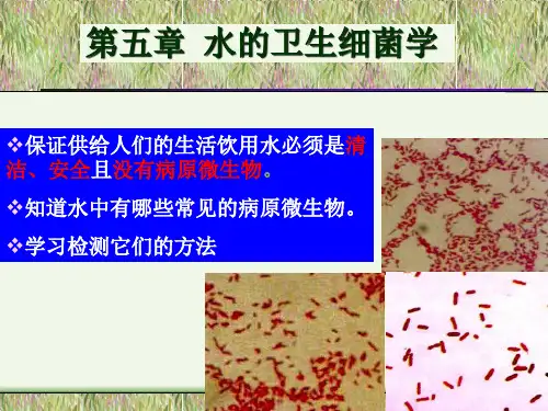 水处理微生物学第五章水的卫生细菌学.pptx