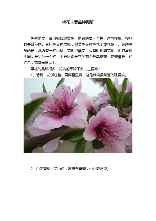 桃花主要品种图解