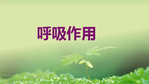 北师大版生物七上5.2《呼吸作用》横屏教学课件(共21张PPT)