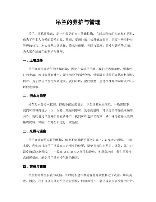 吊兰的养护与管理