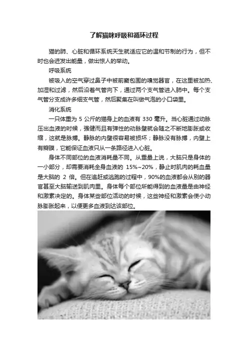 了解猫咪呼吸和循环过程