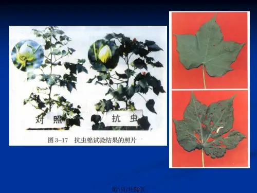 高三生物选三基因工程基本工具PPT课件