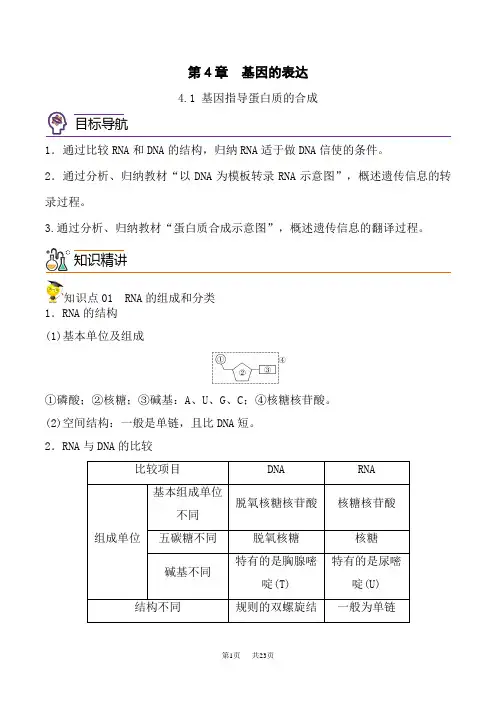 人教版高中生物必修第2册同步精品讲义 4.1 基因指导蛋白质的合成(教师版)
