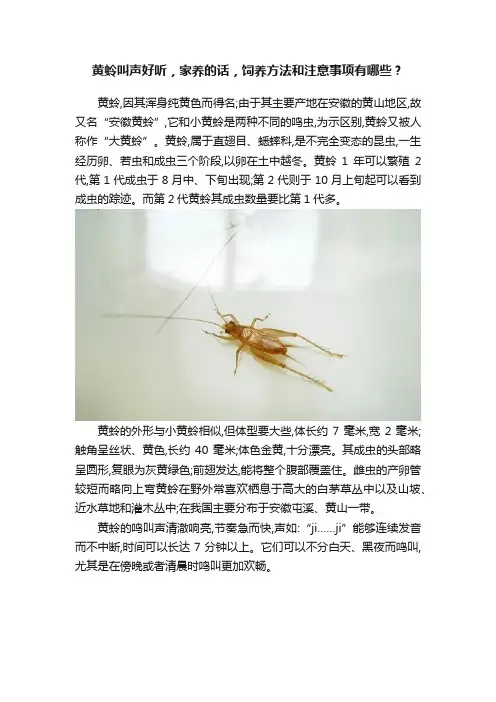 黄蛉叫声好听，家养的话，饲养方法和注意事项有哪些？