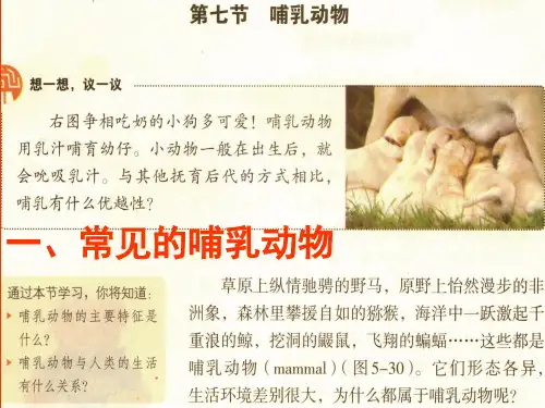 第七节 哺乳动物