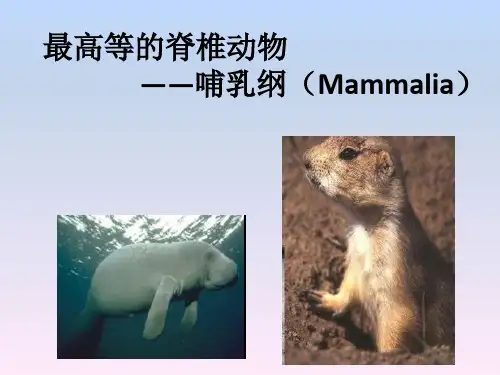 哺乳纲