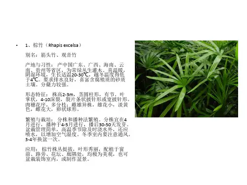 园林常用棕榈科植物