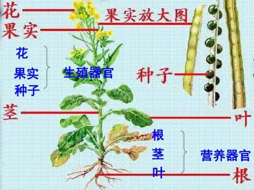苏科初中生物八上《7.19第1节 植物的生殖》PPT课件 (9)