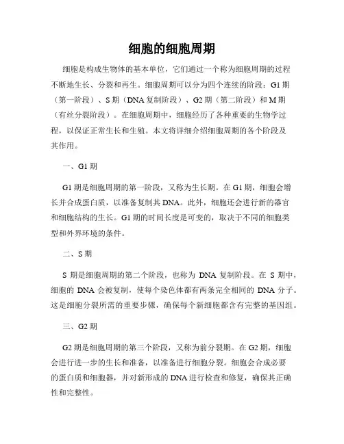 细胞的细胞周期