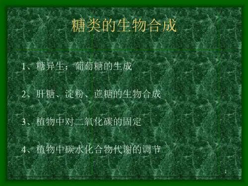 糖异生及糖原合成PPT课件