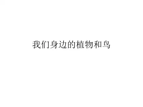 上海常见的植物和鸟