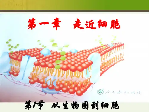 (新)人教版高中生物必修一1.1《从生物圈到细胞》公开课课件(共30张PPT)