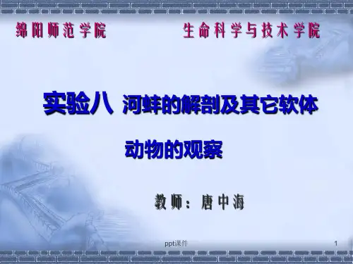 河蚌的解剖  ppt课件