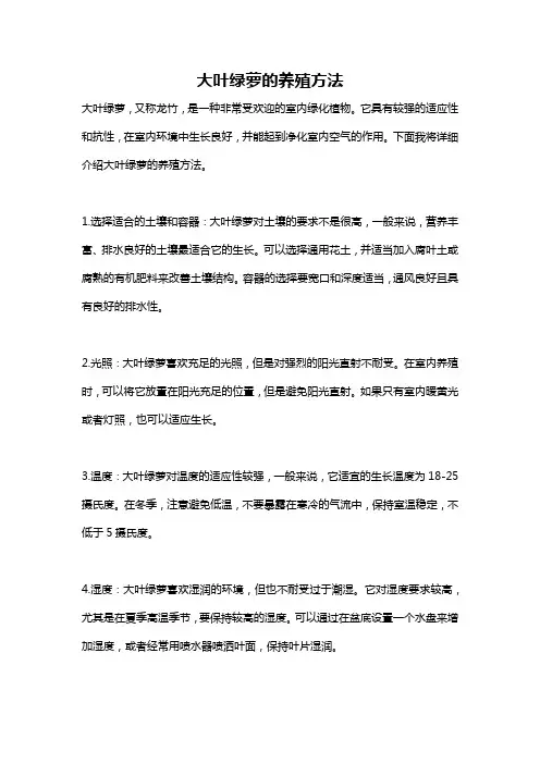 大叶绿萝的养殖方法