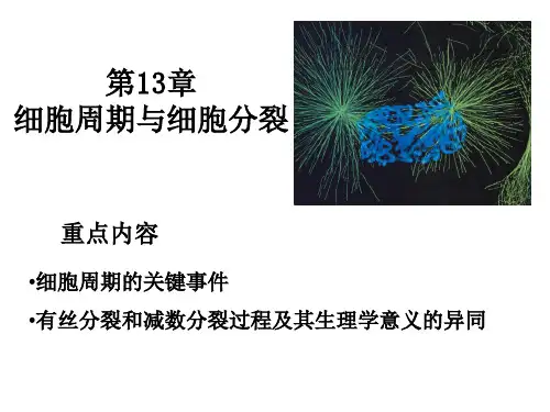 细胞生物学：第13章 细胞周期与细胞分裂
