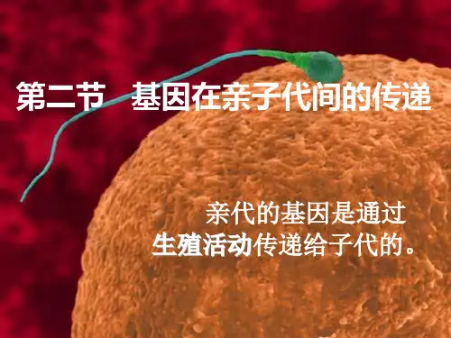 初中生物人教八年级下册生物圈中生命的延续和发展基因在亲子代间的传递PPT