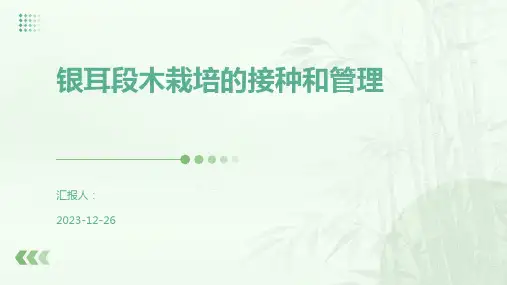 银耳段木栽培的接种和管理