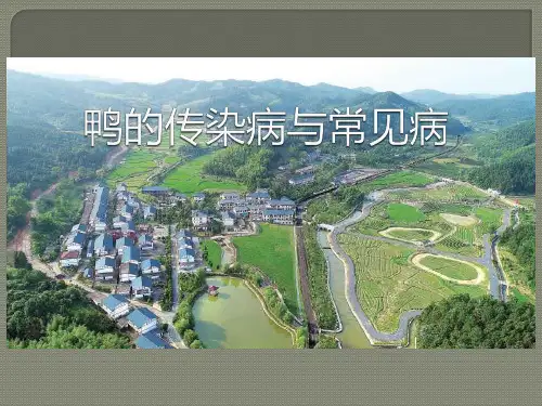 鸭的传染病与常见病