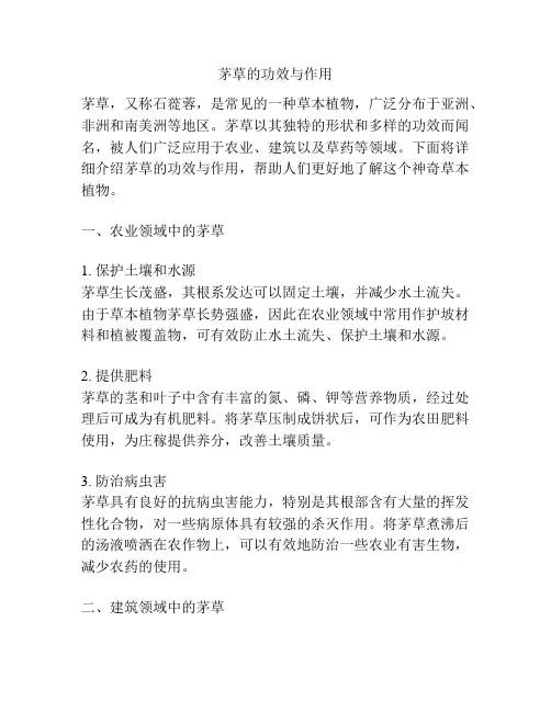 茅草的功效与作用