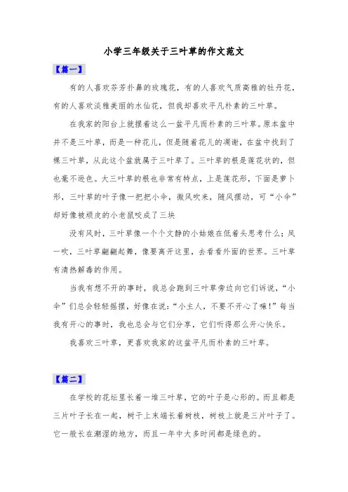 小学三年级关于三叶草的作文范文共五篇