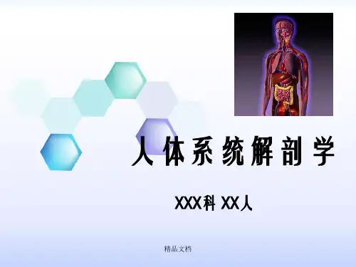 《人体解剖》幻灯片PPT