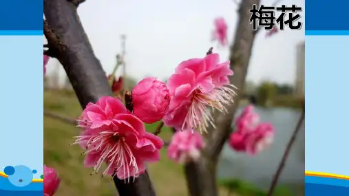 人教版七年级上册3.2.3开花和结果课件 (共29张PPT)