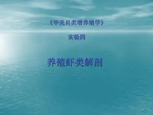 虾类解剖PPT课件