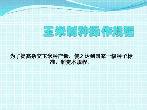 玉米制种操作规程