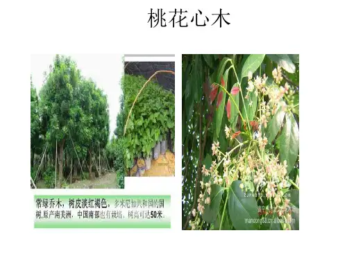 4《桃花心木》教学课件