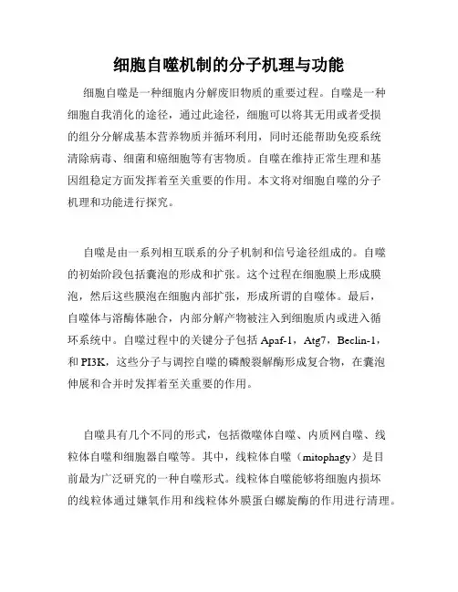细胞自噬机制的分子机理与功能