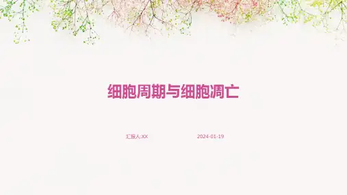 细胞周期与细胞凋亡